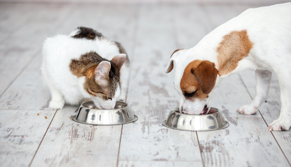 Hypoalergénne granule pre psy a mačky: Kľúč k zdraviu a pohode vašich domácich miláčikov