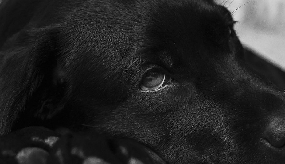 Svrab u psov: Príznaky, diagnóza a účinná liečba