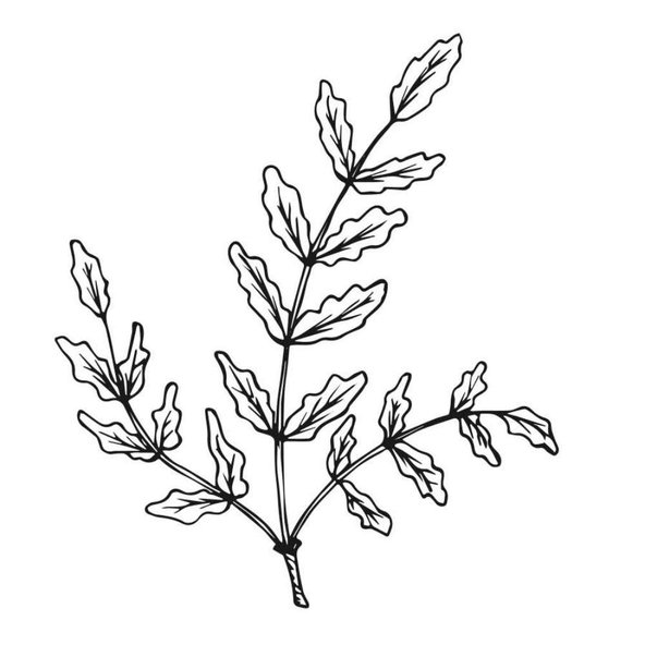 Kadidlový olej (Boswellia Carterii) 100% Bio Alteya 5ml