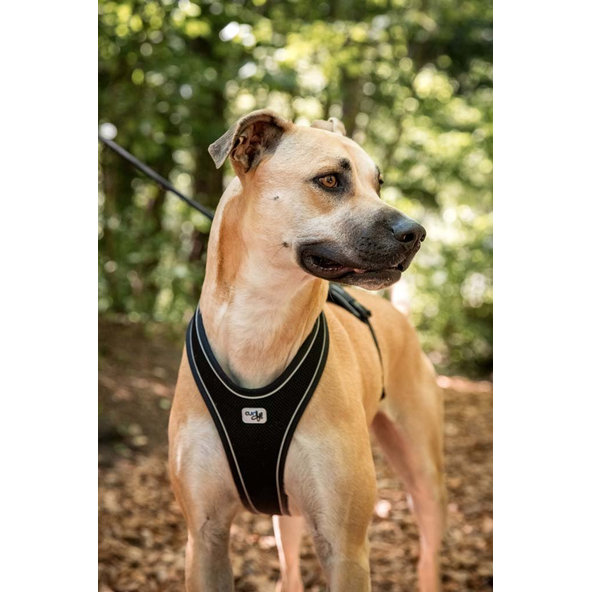 CURLI Postroj pre psov Belka Comfort Black L, 25-33 kg