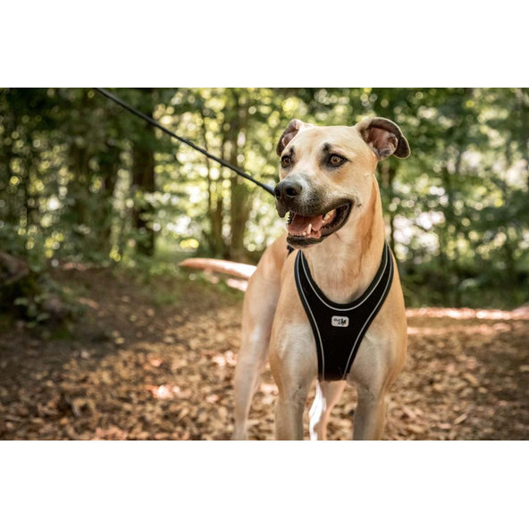 CURLI Postroj pre psov Belka Comfort Black L, 25-33 kg