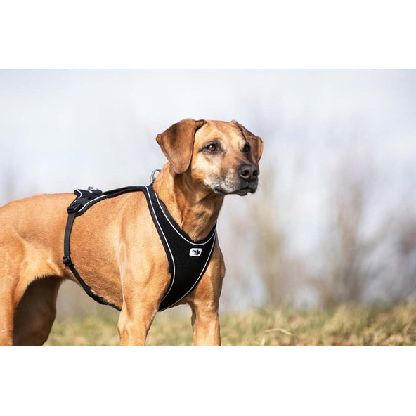 CURLI Postroj pre psov Belka Comfort Black M, 20-30 kg