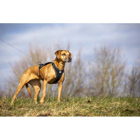 CURLI Postroj pre psov Belka Comfort Black M, 20-30 kg