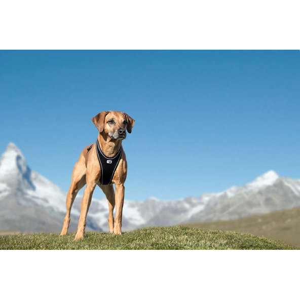 CURLI Postroj pre psov Belka Comfort Black M, 20-30 kg