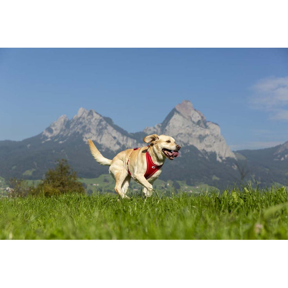 CURLI Postroj pre psov Belka Comfort Black S, 18-25 kg