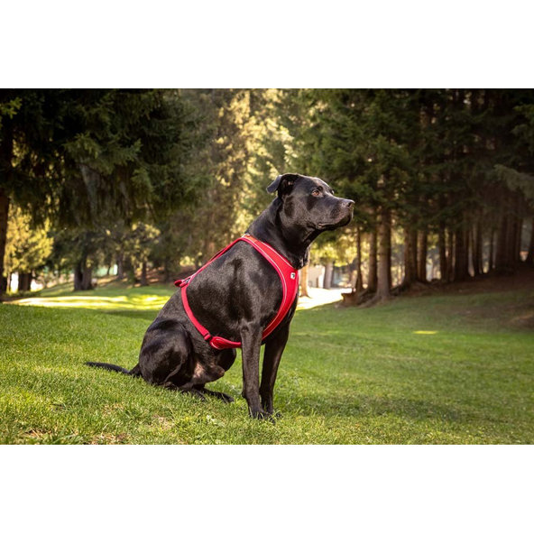 CURLI Postroj pre psov Belka Comfort Black XL, 30-45 kg