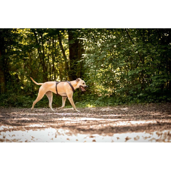 CURLI Postroj pre psov Belka Comfort Black XS, 15-20 kg