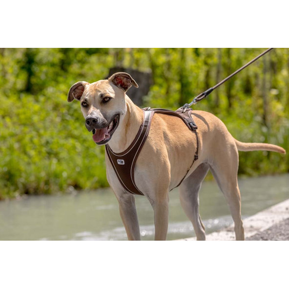 CURLI Postroj pre psov Belka Comfort Brown S, 18-25 kg