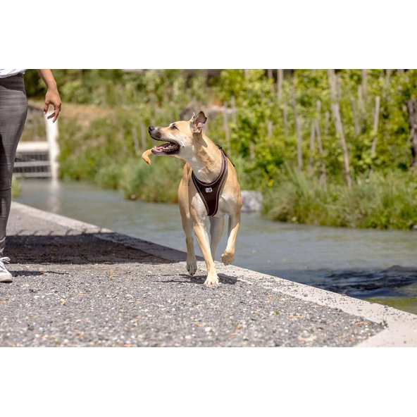 CURLI Postroj pre psov Belka Comfort Brown S, 18-25 kg