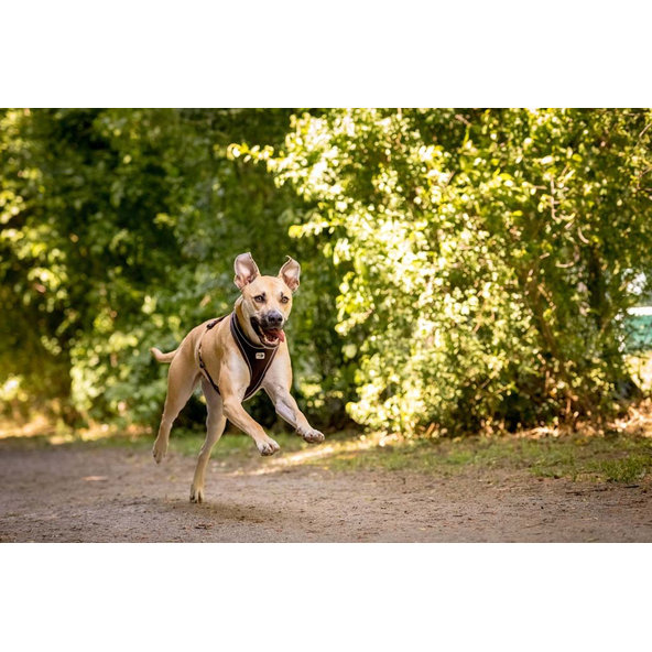 CURLI Postroj pre psov Belka Comfort Brown S, 18-25 kg