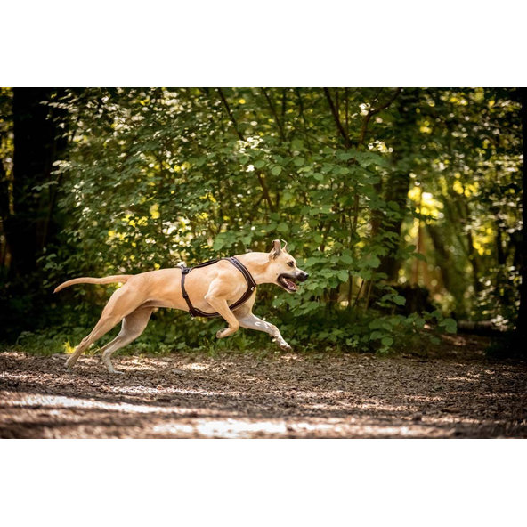 CURLI Postroj pre psov Belka Comfort Brown XS, 15-20 kg