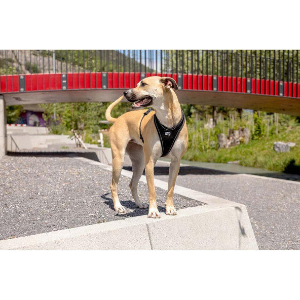 CURLI Postroj pre psov Belka Comfort Red L, 25-33 kg