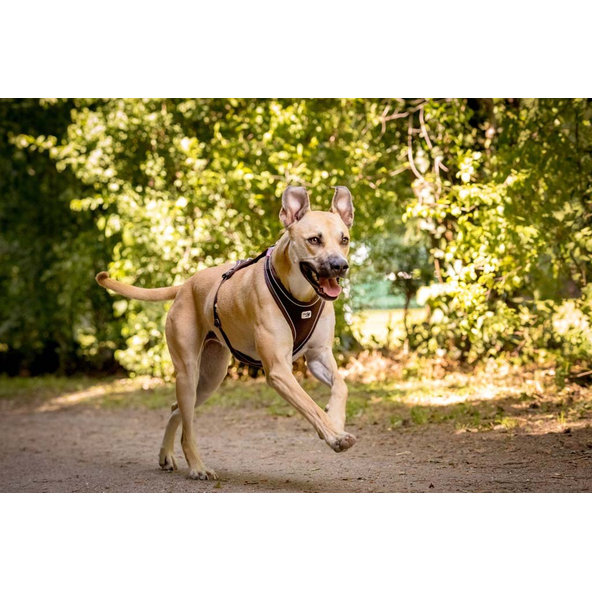 CURLI Postroj pre psov Belka Comfort Red L, 25-33 kg