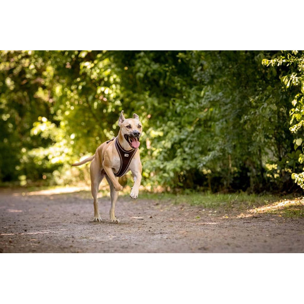 CURLI Postroj pre psov Belka Comfort Red L, 25-33 kg