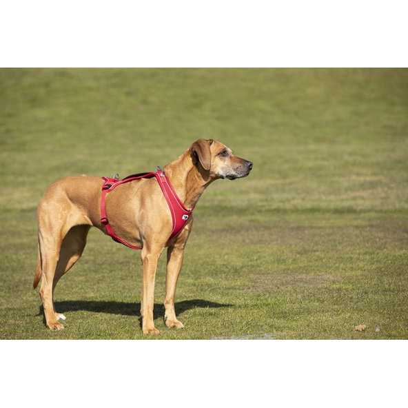 CURLI Postroj pre psov Belka Comfort Red S, 18-25 kg
