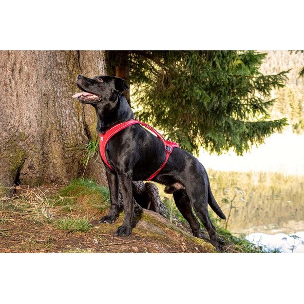 CURLI Postroj pre psov Belka Comfort Red XL, 30-45 kg