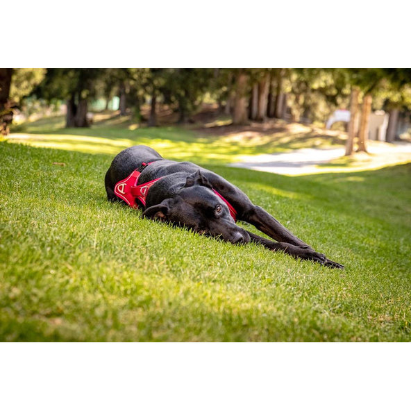 CURLI Postroj pre psov Belka Comfort Red XL, 30-45 kg