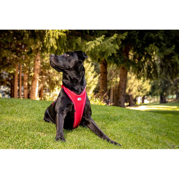 CURLI Postroj pre psov Belka Comfort Red XL, 30-45 kg