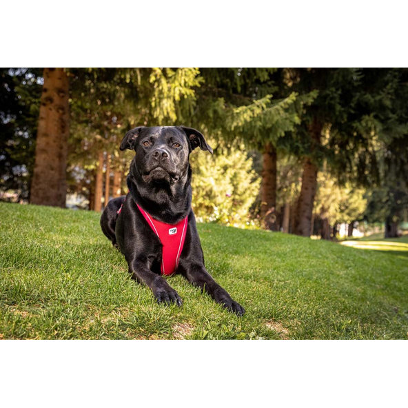 CURLI Postroj pre psov Belka Comfort Red XL, 30-45 kg