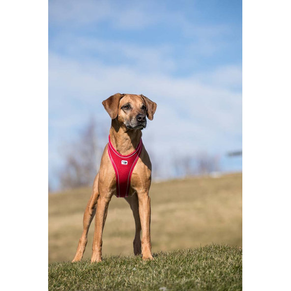CURLI Postroj pre psov Belka Comfort Red XS, 15-20 kg