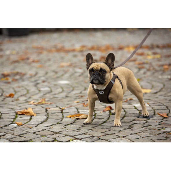 CURLI Postroj pre psov Manšester Brown L, 8-13 kg