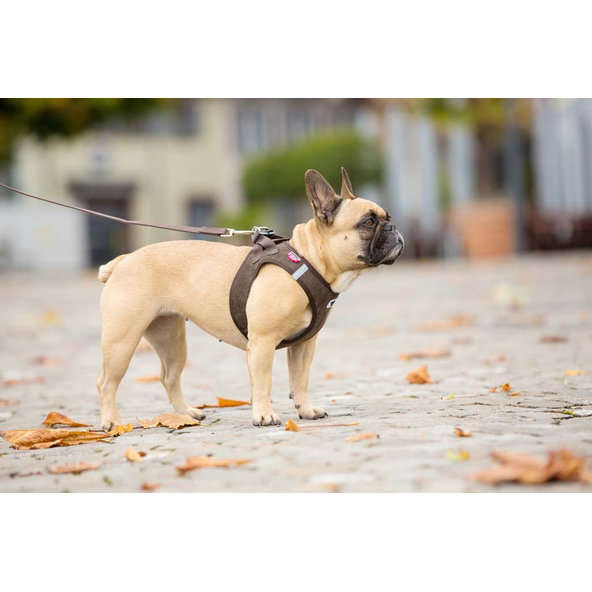 CURLI Postroj pre psov Manšester Brown L, 8-13 kg