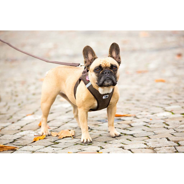 CURLI Postroj pre psov Manšester Brown L, 8-13 kg