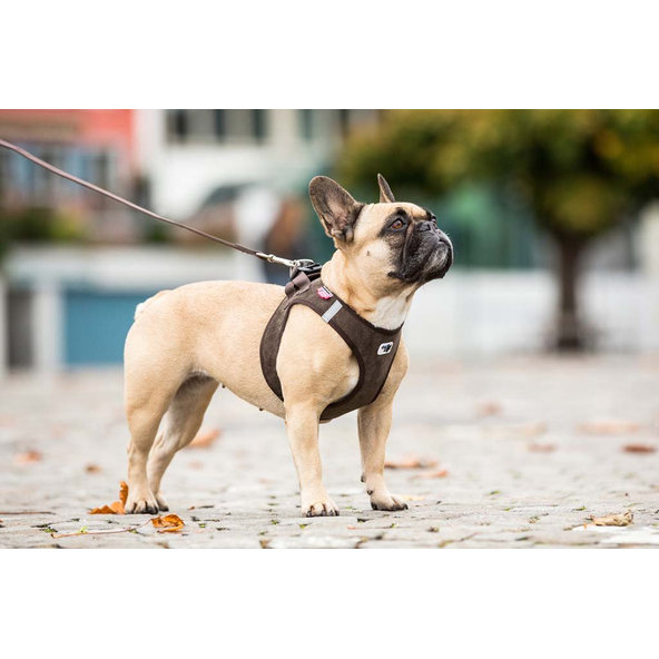 CURLI Postroj pre psov Manšester Brown L, 8-13 kg
