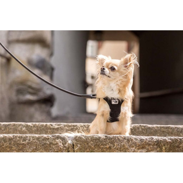 CURLI Postroj pre psov Manšester Brown XS, 3-5 kg
