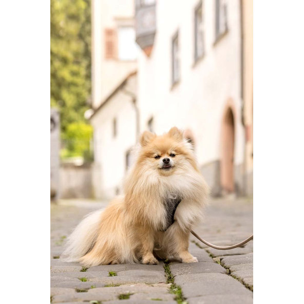 CURLI Postroj pre psov Merino vlna Black XS, 3-5 kg