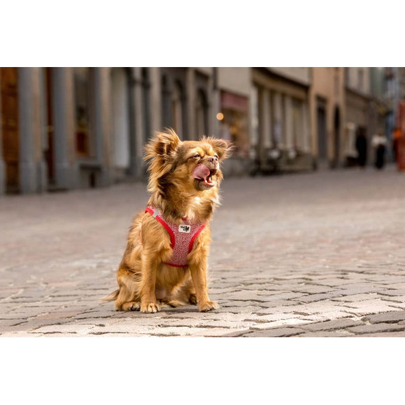 CURLI Postroj pre psov Merino vlna Red 2XS, 2-4 kg