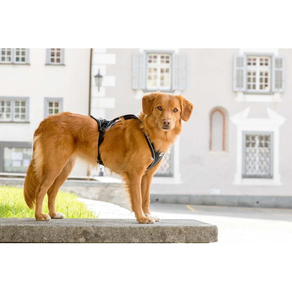 CURLI Postroj pre psov s magnetom Belka Comfort Black L, 25-35 kg