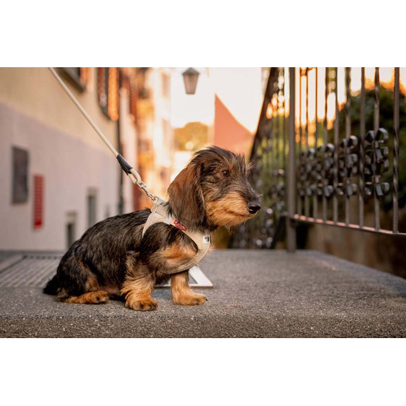 CURLI Postroj pre psov so sponou Air-Mesh Light Tan S, 4-7 kg