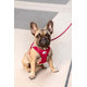 CURLI Postroj pre psov so sponou Air-Mesh Red XL, 12-18 kg