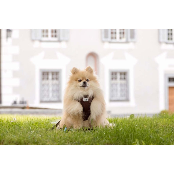 CURLI Postroj pre psov Softshell Black 2XS, 2-4 kg