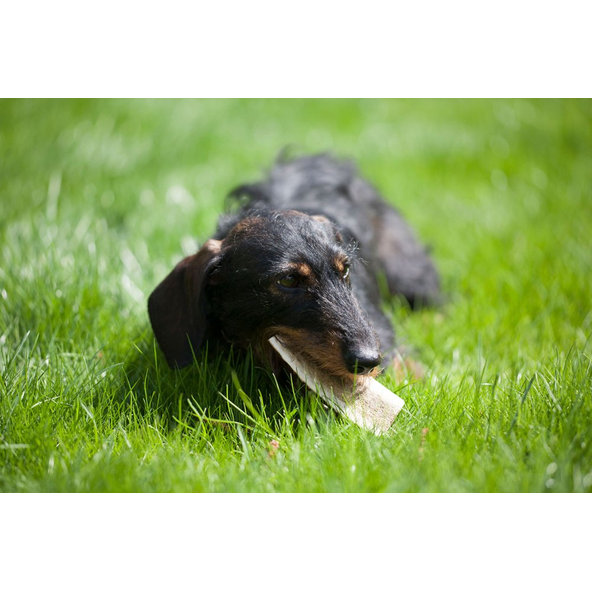 EXPLORER DOG Žuvací jelení paroh L mäkký