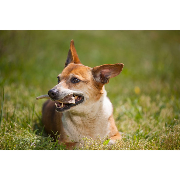 EXPLORER DOG Žuvací jelení paroh L mäkký