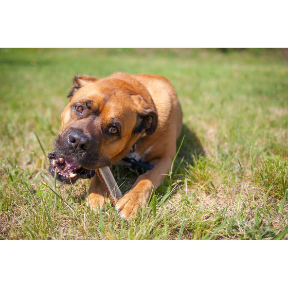 EXPLORER DOG Žuvací jelení paroh L mäkký