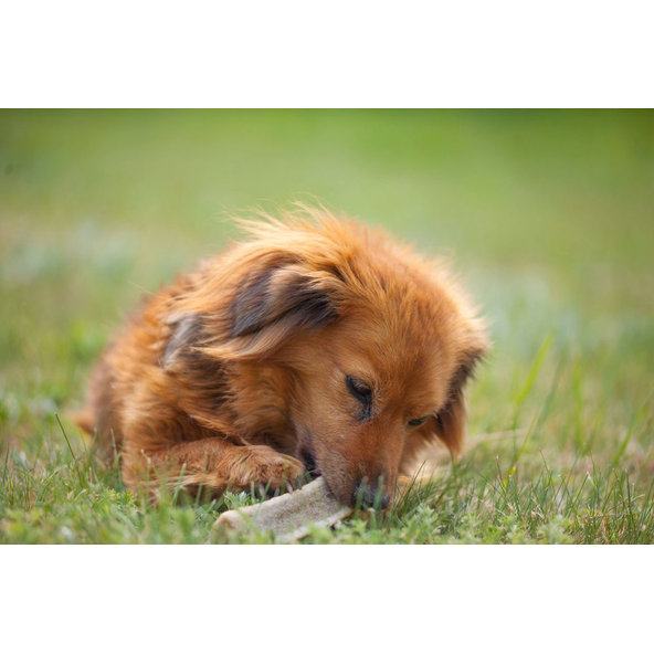 EXPLORER DOG Žuvací jelení paroh L tvrdý