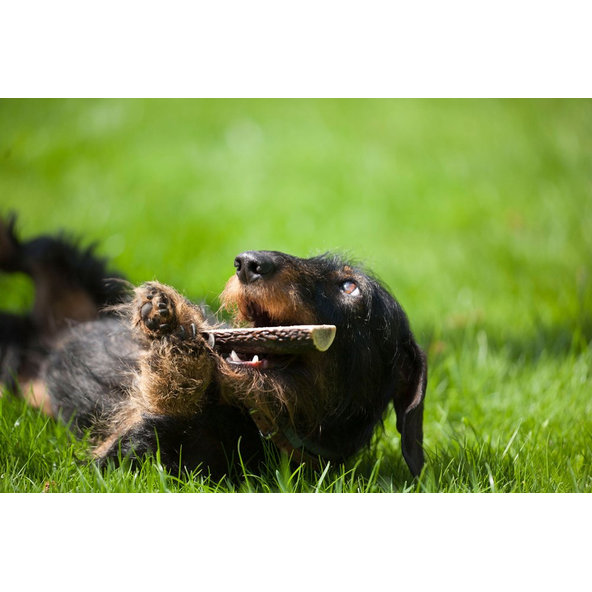 EXPLORER DOG Žuvací jelení paroh M mäkký