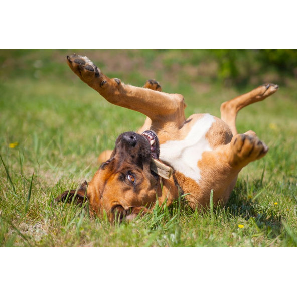 EXPLORER DOG Žuvací jelení paroh S mäkký