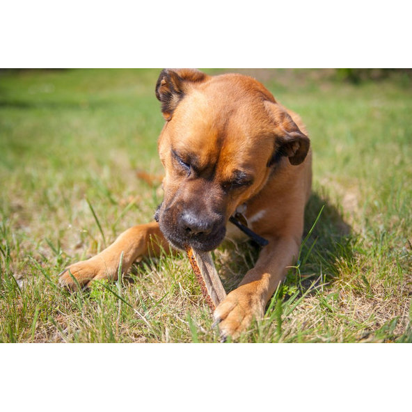 EXPLORER DOG Žuvací jelení paroh XL mäkký