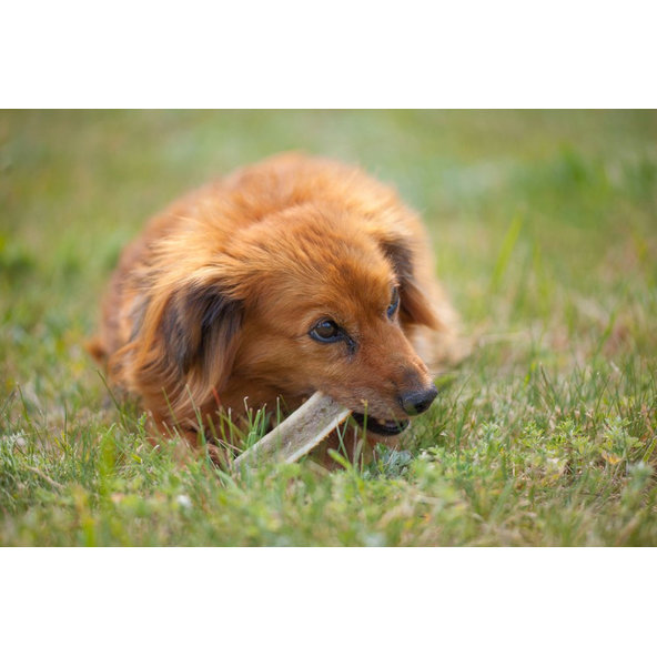 EXPLORER DOG Žuvací jelení paroh XL mäkký