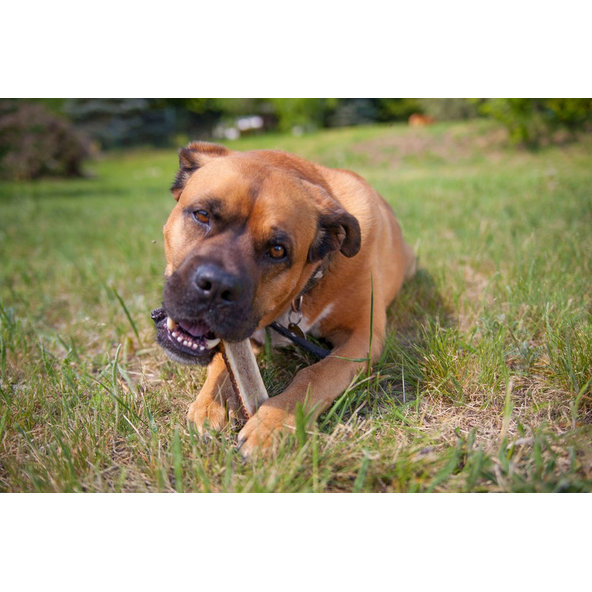 EXPLORER DOG Žuvací jelení paroh XL mäkký