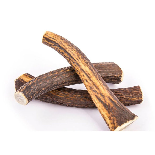 EXPLORER DOG Žuvací jelení paroh XL tvrdý