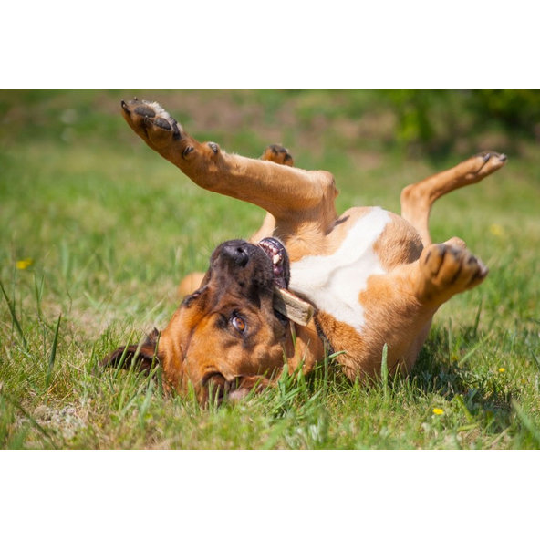 EXPLORER DOG Žuvací jelení paroh XXL mäkký