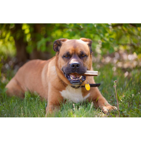 EXPLORER DOG Žuvací jelení paroh XXL mäkký