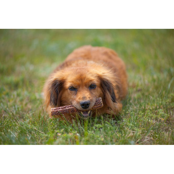 EXPLORER DOG Žuvací jelení paroh XXL tvrdý