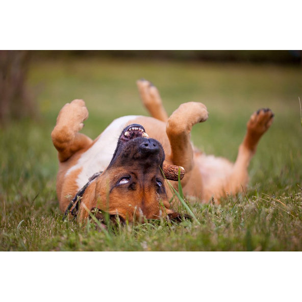 EXPLORER DOG Žuvací jelení paroh XXL tvrdý