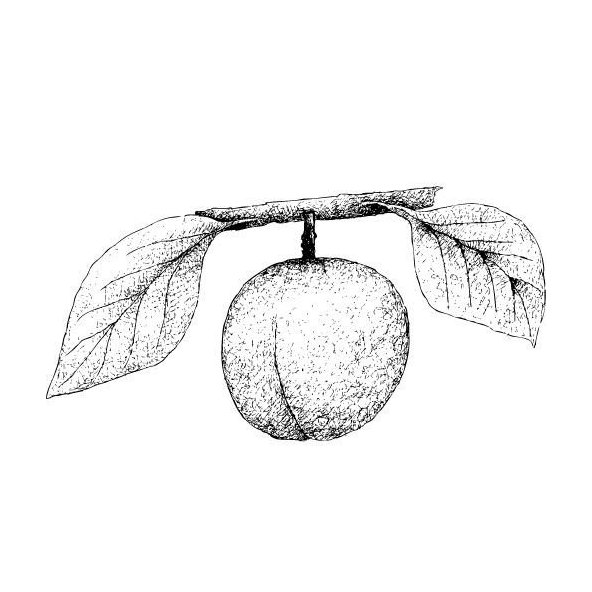 Olej z marhuľových jadier 100% Alteya Organics 50 ml